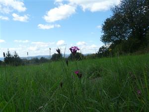 Pohľad na Dianthus carthusianorum v Krupine, Šípkovci